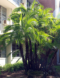 What looks like a clump of tall palm trees is actually one Senegal date palm plant