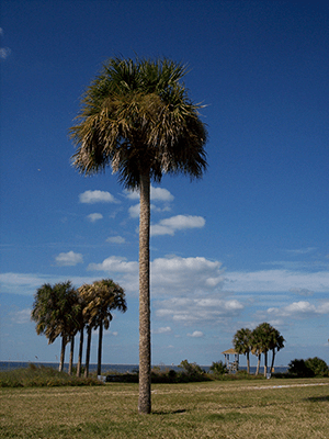 One tall palm tree in the forefront with several more in the background with a blue sky and few clouds
