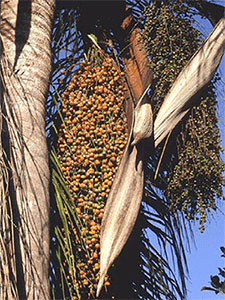 Queen palm fruit on tree