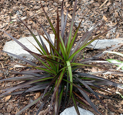 Dracaena marginata growing outdoors