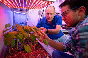 Two men looking at growing plants in a lab under warm colored LED lighting
