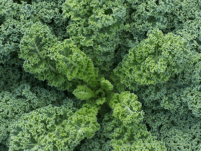 Deeply frilled green leaves of kale