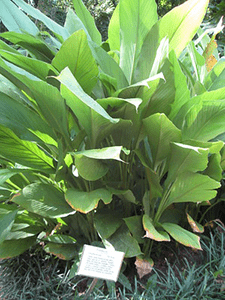 Plant with green strappy leaves