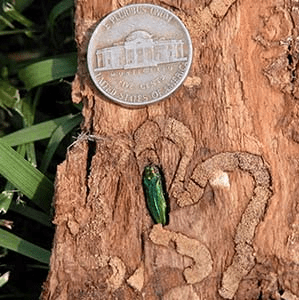 Tiny green beetle burrowing in wood, smaller than a nickel