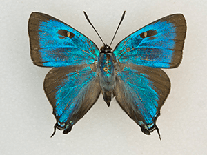Iridescent blue butterfly