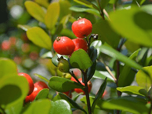 red berries on shrub