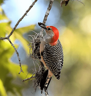 Perched bird with red head and black and white body