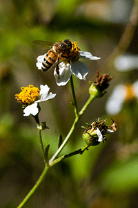 Bee on small weedy white flower