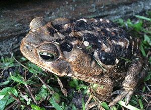 A brown toad with a lumpy back