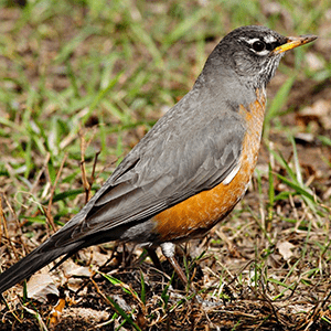 A small gray-black bird with an orange breast and stomach and yellow beak