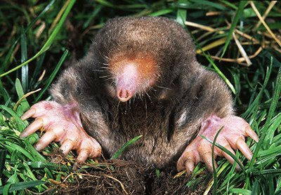 A mole peeking out from a hole surrounded by grass that the mole is parting with its hands