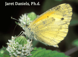 A yellow butterfly with a light dusting of black on its wing tips