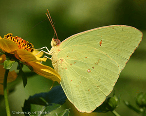 Adult male cloudless sulphur