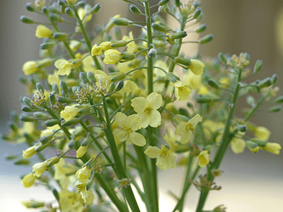 Tiny yellow flowers of broccoli