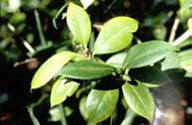 Light green camellia leaves