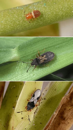 Some stages of the chinch bug lifecycle: nymph (top), short-winged adult (middle), and adult (bottom). Photo: Lyle Buss, UF/IFAS Department of Entomology and Nematology