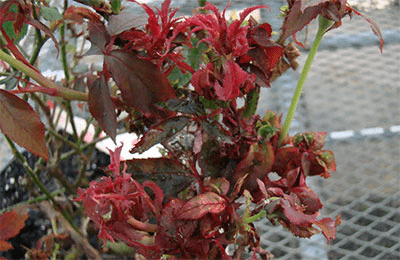 A rose plant infected with RRV