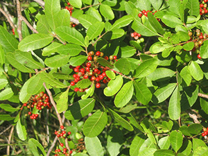 A shrub with oval light-green leaves and bright red berries