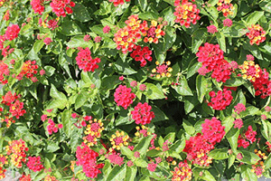 shrub covered in clusters of tiny pink-red flowers and cluster of multi-colored flowers