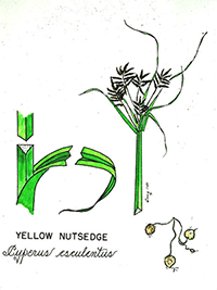 yellow nutsedge illustration