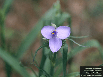 Purple spiderwort flower