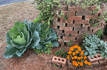The bottom of a brick spiral garden is planted with colorful flowers and large collard plants. 