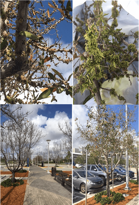 Figure 2. Damage on buttonwood and schefflera trees found in a travel plaza that was managed for weeds (Credit: Henry Mayer).

