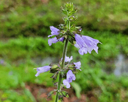 A tall weedy stem with tiny purple trumpet shaped flowers at the top