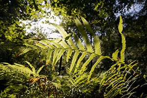 A yellowish-green fern backlit by sunlight