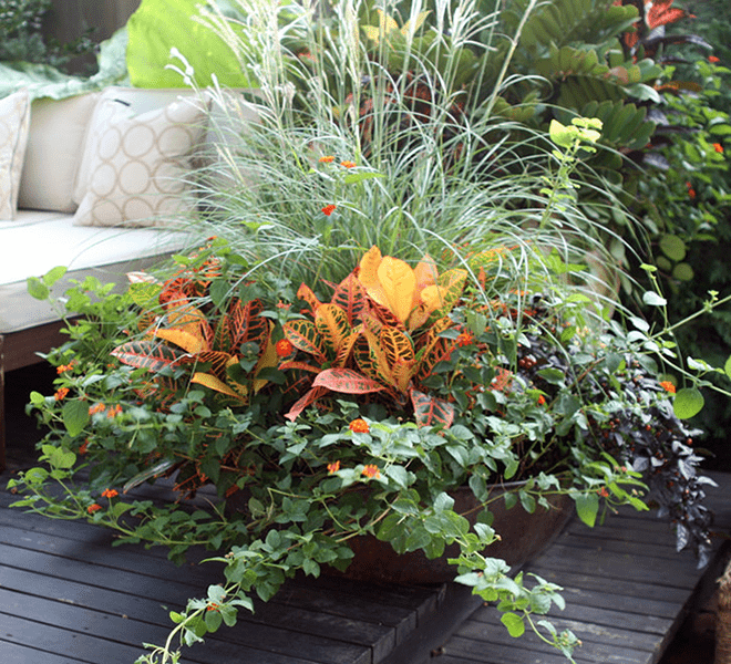 This lovely container has it all: orange crotons, an orange-flowering spiller, tall feathery ornamental grass, and peeking out from the back, deep purple ornamental pepper. 