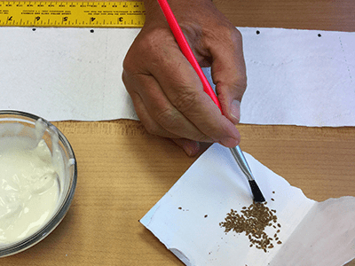 hand using paint brush to pick up seeds
