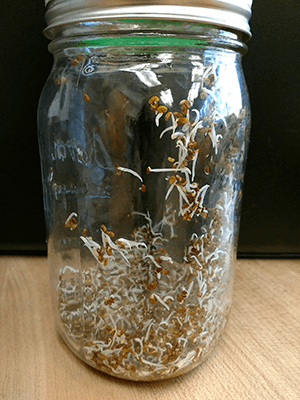 Glass jar with seeds that have started to sprout