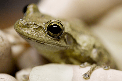 A green frog looking inquisitively at the camera