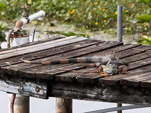 Iguana on a old wooden dock. It is gray-ish brown and has a very long tail and tall spines on its back. Roughly three feet long.