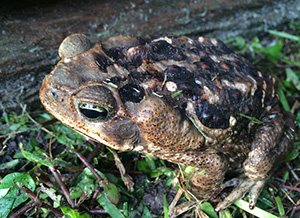 A brown toad with a lumpy back