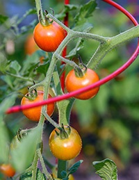 Small red round tomatoes growing on a vine and supported by a wire cage