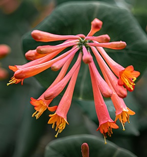 Coral honeysuckle has clusters of orange-pink long tubular flowers