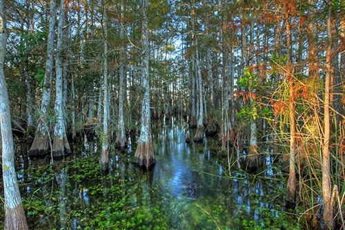 A stand of cypress trees in swamp water, an alligator can be seen poking its eyes of out the water.