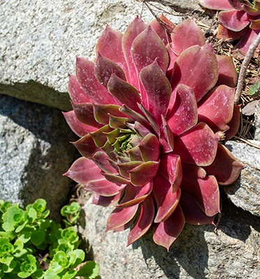 A rosette shaped echeveria growing vertically on a stone wall. It has garnet colored leaves.