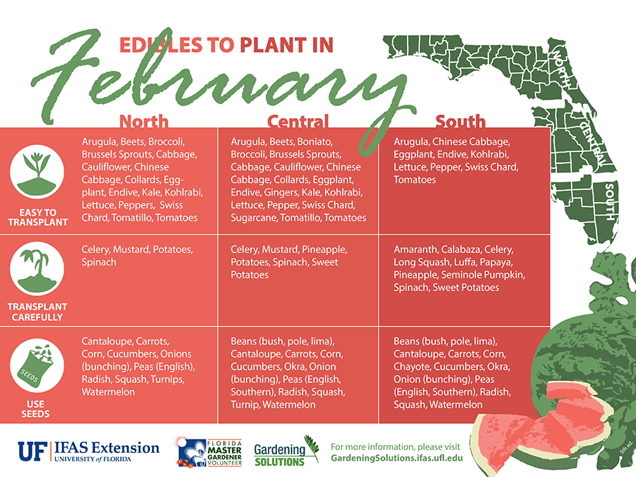 An illustration of a list of Florida-Friendly vegetables you can plant in February.