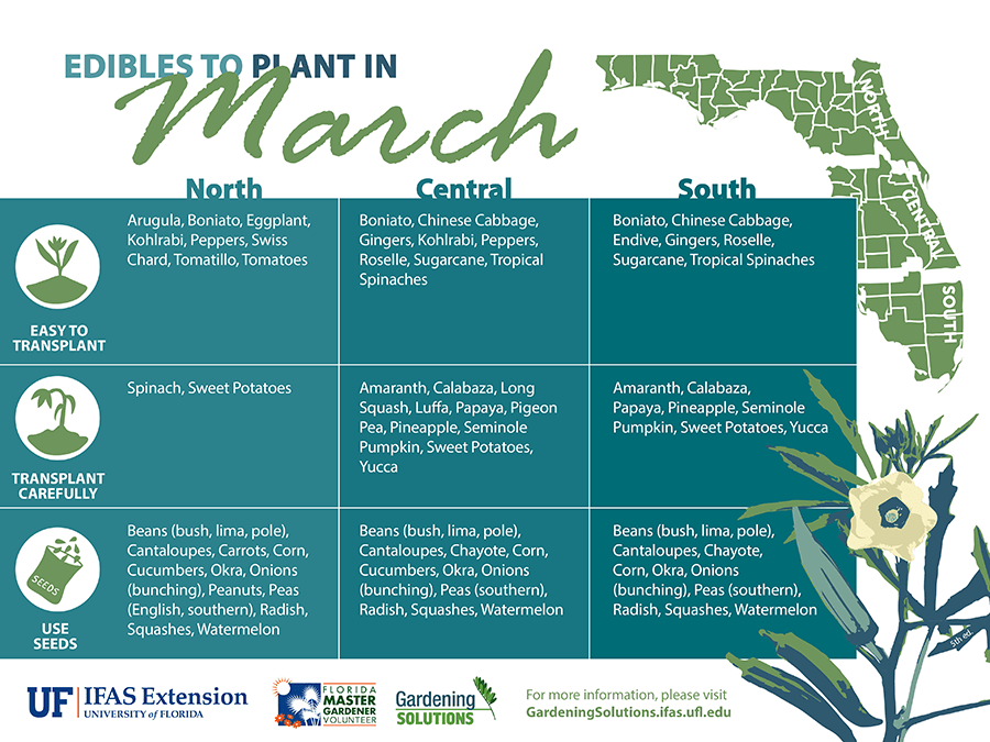 An illustration of a list of Florida-Friendly vegetables you can plant in March.