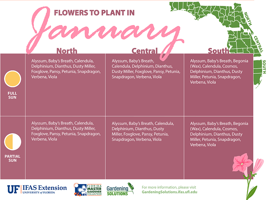 Illustration of a list of Florida-Friendly Flowers to plant in January