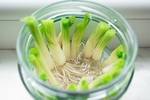 Several root-end scallion pieces in a small jar of water.