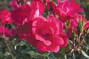 Knock Out Pink rose