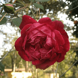 A Louis Philippe rose