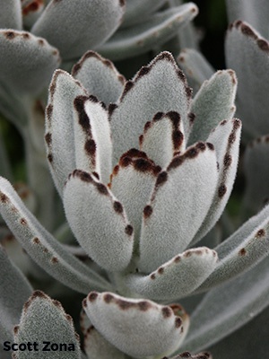 A fuzzy succulent plant with gray green leaves tipped in brown