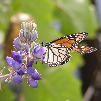 An orange and black monarch butterfly resting on a purple flower