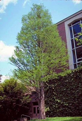 Tall pond cypress on campus