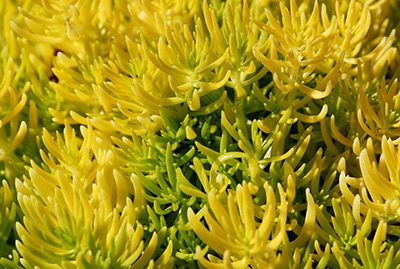 This bright yellow sedum looks like coral on land with thin finger like leaves all reaching upward.
