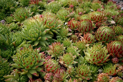 A cluster of Sempervivum succulents with rosettes of pointed green leaves tipped red.